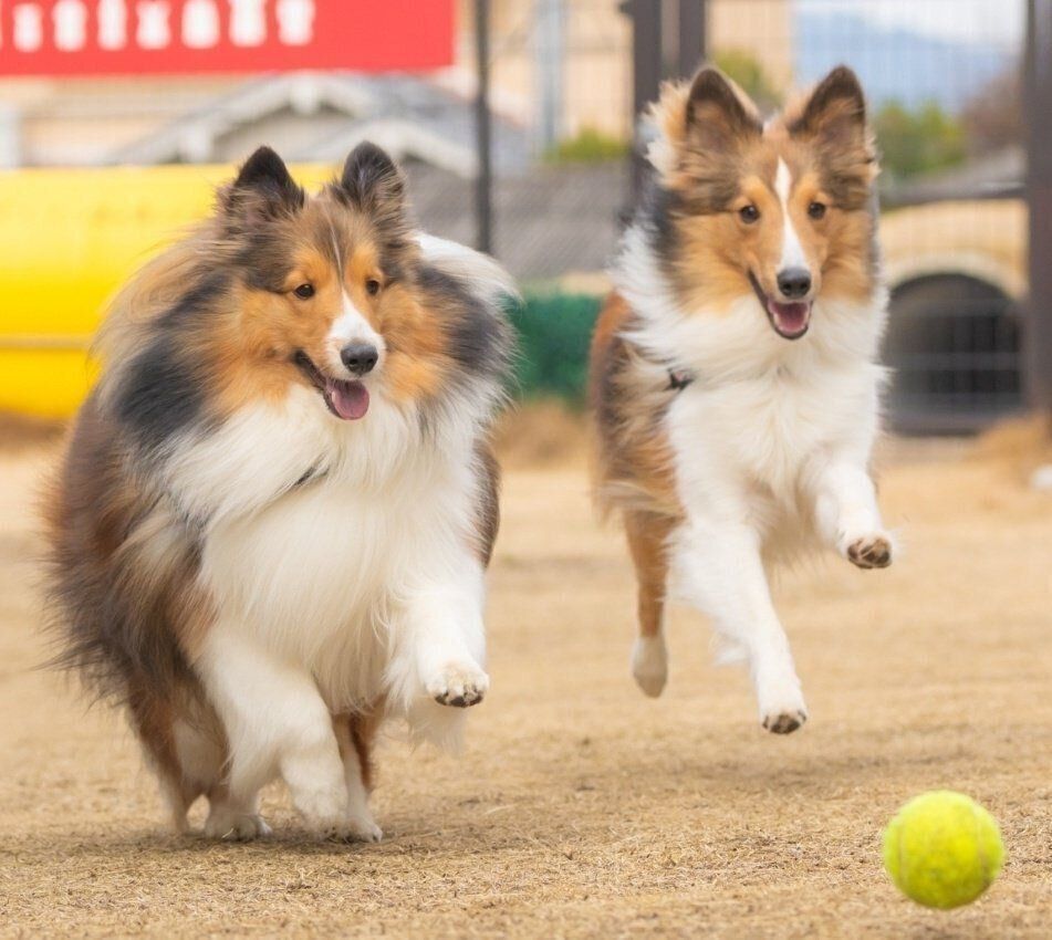 ドッグランで楽しく遊ぶレオくん、ロイくん