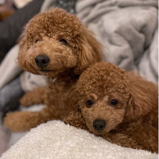 人の体によじ登る犬がいる？ 犬が飼い主の肩に乗ろうとする心理 いぬのきもち