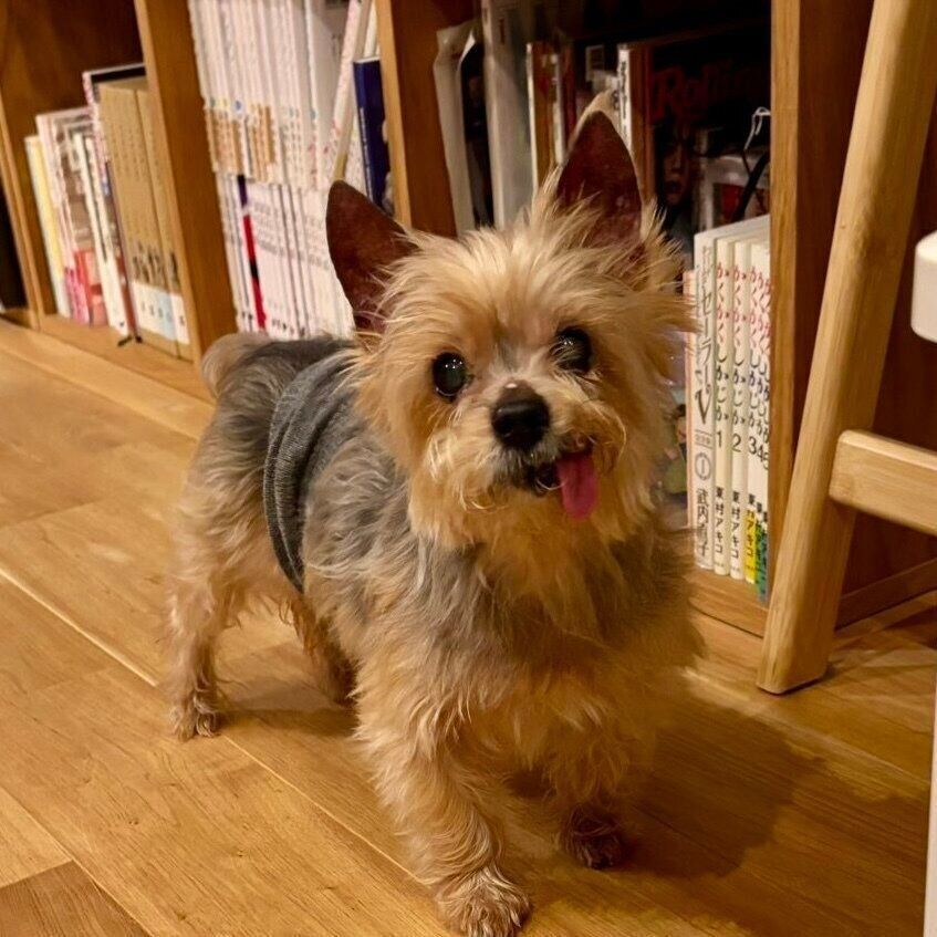 「うちのコになって5周年記念日」と飼い主さん。