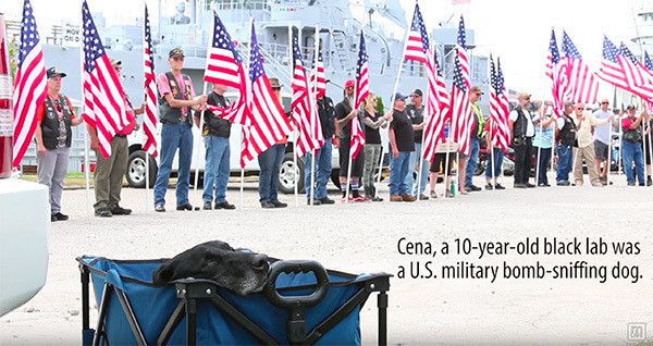 讃えられる軍用犬