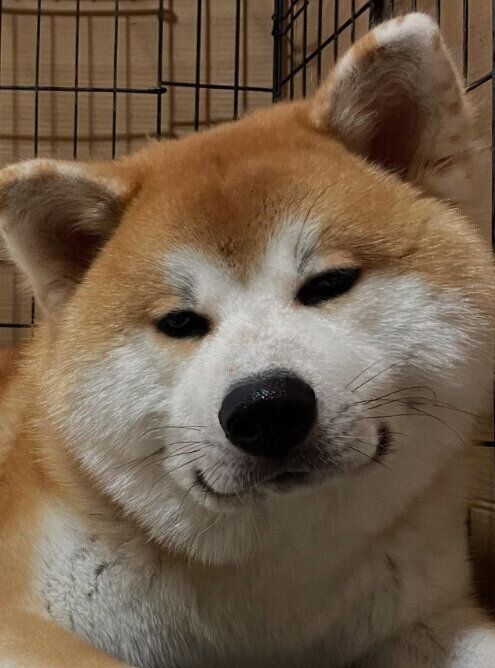 かわいらしい表情を見せる様子の秋田犬