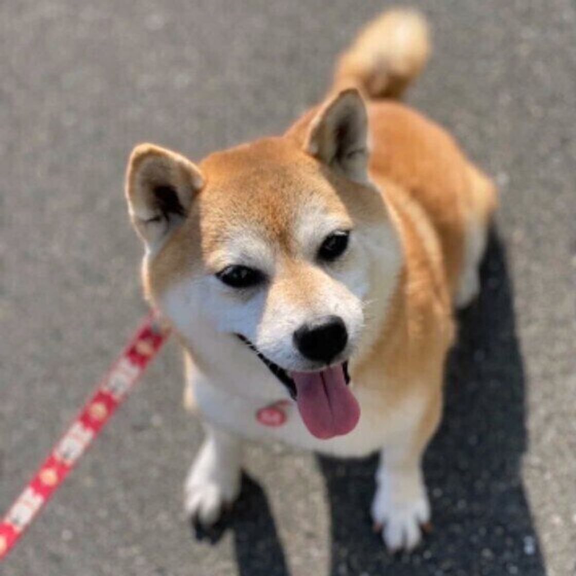 獣医師監修 犬の車酔いは改善できる 症状や対策 慣れさせ方を紹介 いぬのきもちweb Magazine 獣医師監修 犬の車酔いは改善できる 症状や対策 慣れさせ方を紹介 いぬのきもちweb Magazine