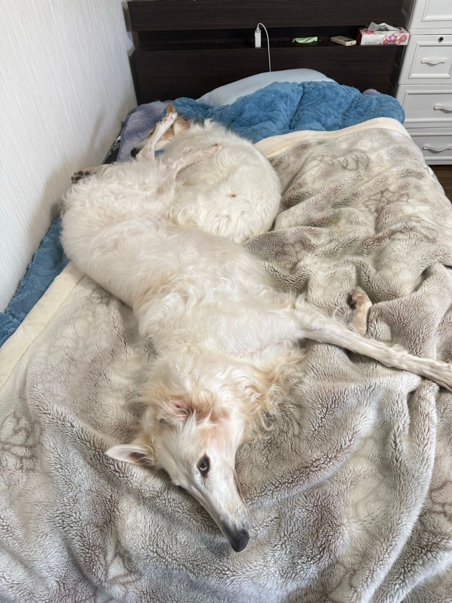 サラちゃんの上にはサクラちゃんの後ろ足が……（笑）