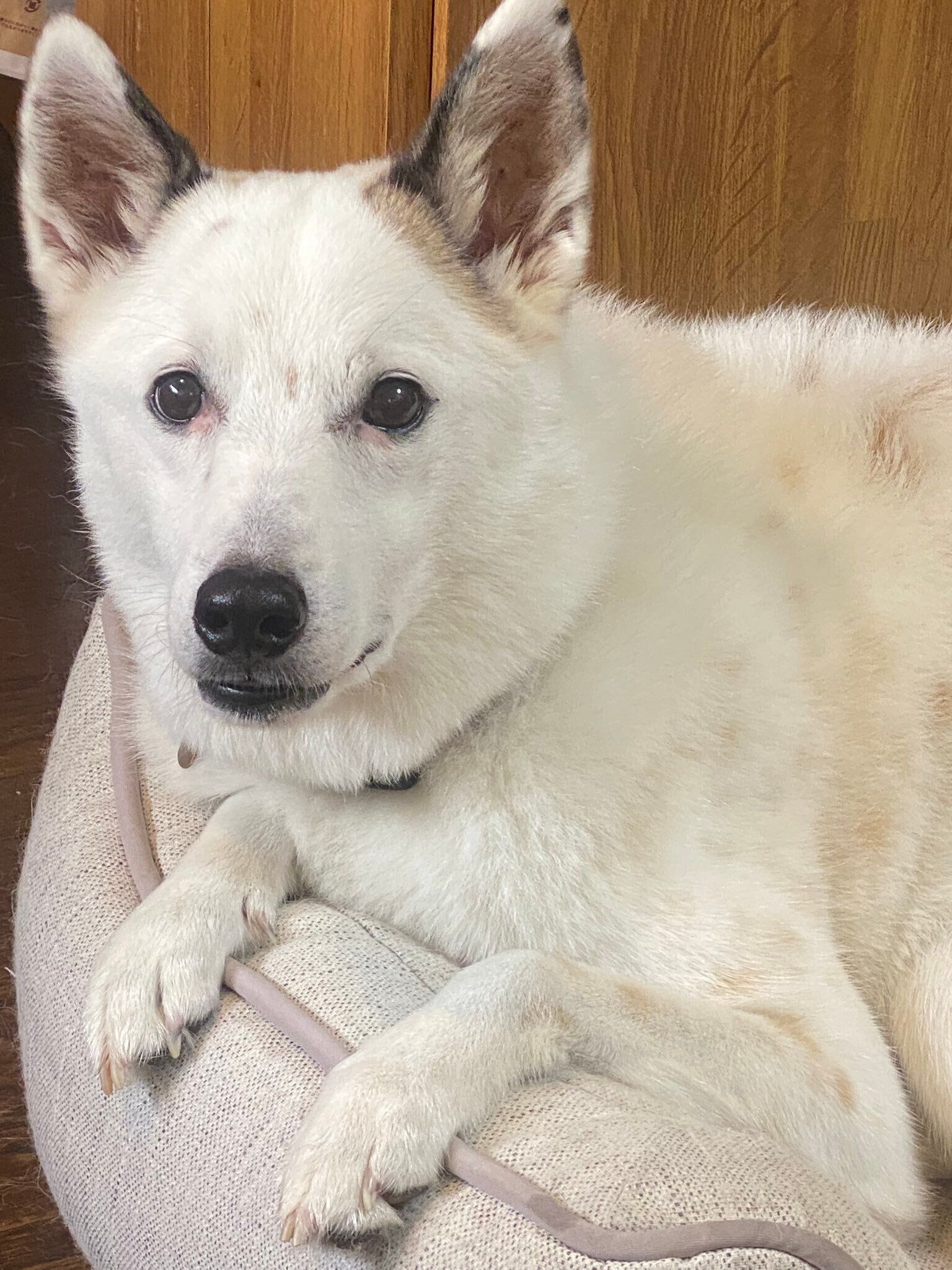 こちらを見ている犬