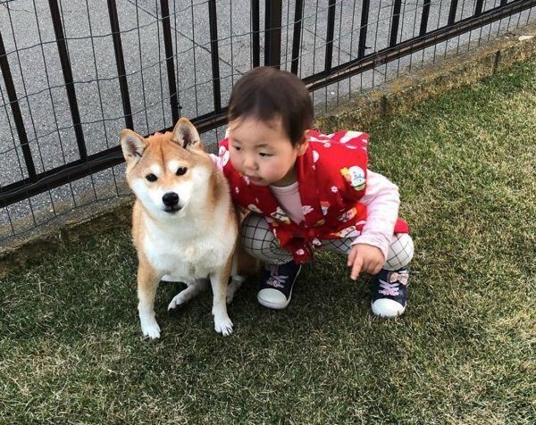 柴犬のももかちゃんと妹ちゃん