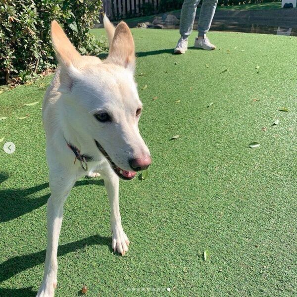 ドッグランで遊ぶレオンくん