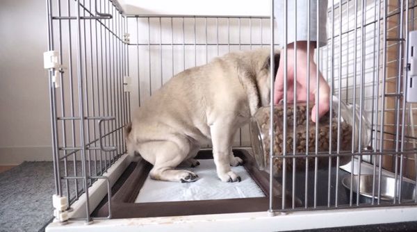 ごはんが待ちきれない