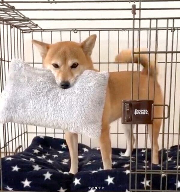 帰宅した飼い主さんを出迎えるももちゃん