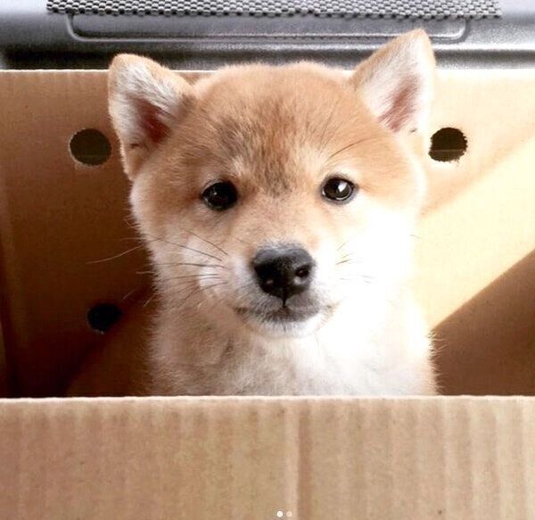 ダンボール箱に入って見つめるハルちゃん