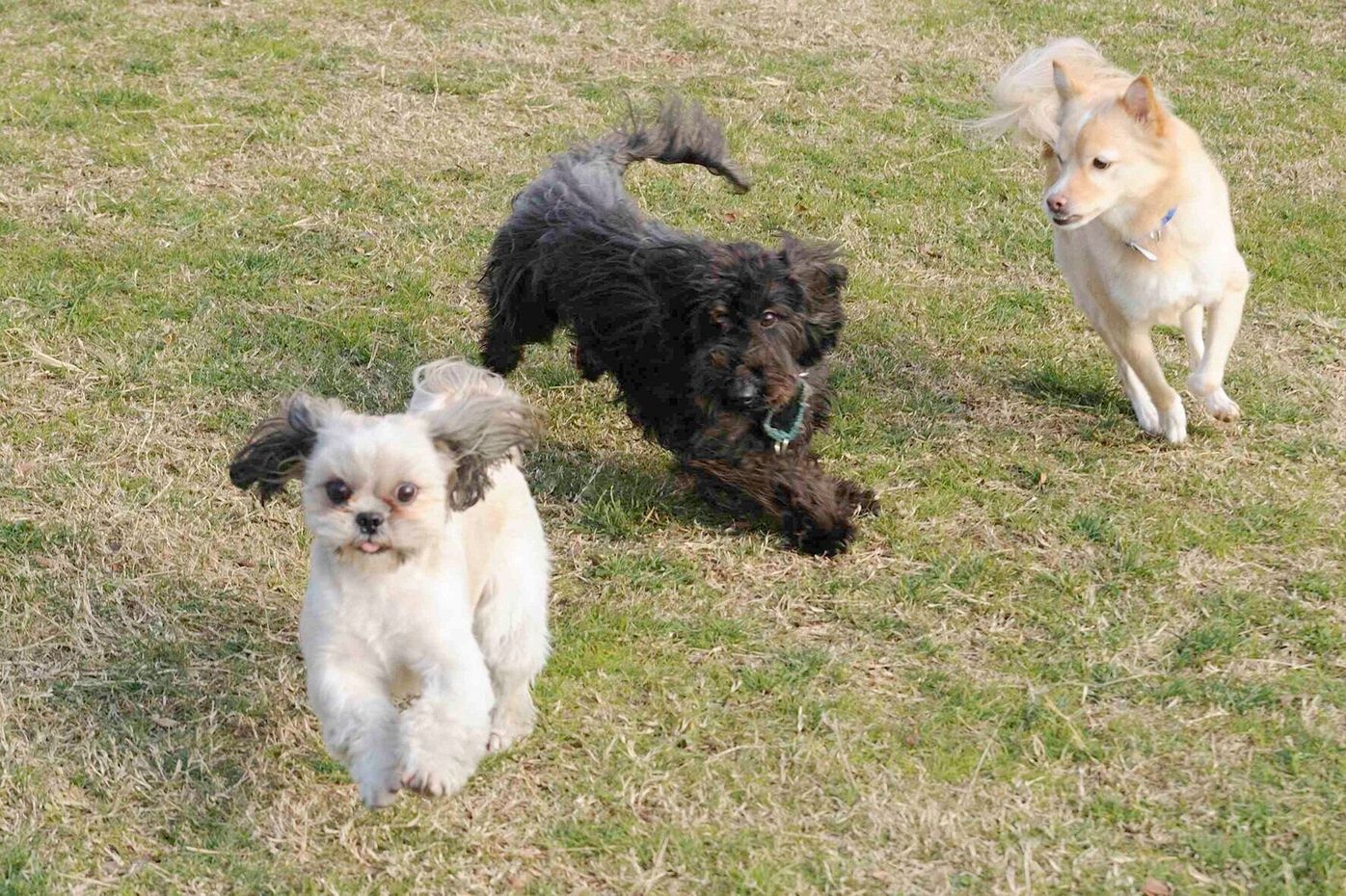 ほかの犬と遊べないのは 問題 連載 西川文二の 犬ってホントは Vol いぬのきもちweb Magazine ほかの犬と遊べないのは 問題 連載 西川文二の 犬ってホントは Vol いぬのきもちweb Magazine