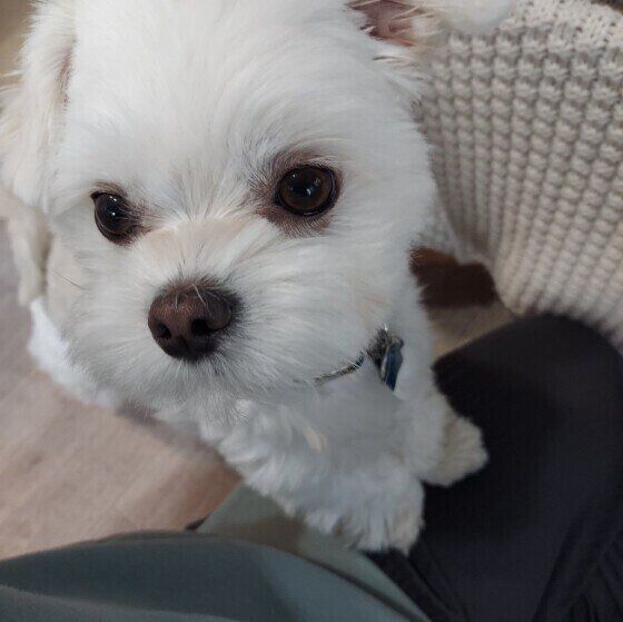 遊んでほしそうに前足を乗せる小型Mix犬