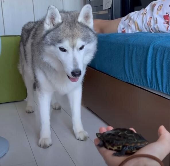 シベリアン・ハスキーとカメ