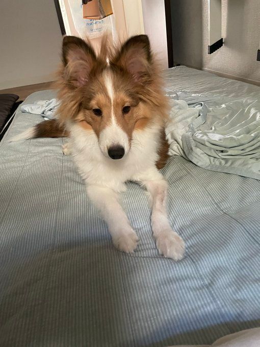布団の上でくつろぐシェットランド・シープドッグ
