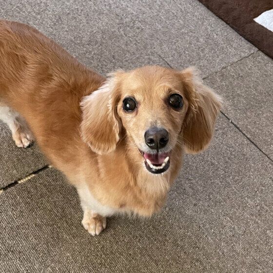 笑顔のカニーンヘン・ダックスフンド