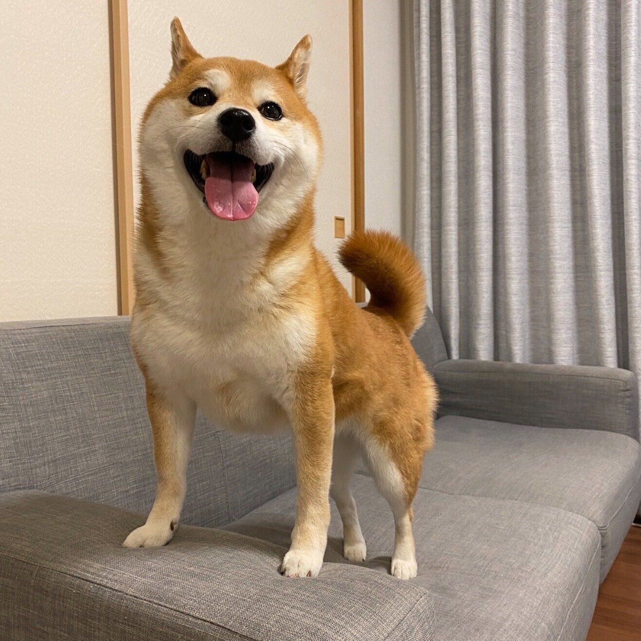 こげ茶色のふわふわ柴の子犬”が成長！→5年後「タヌキとキツネが絶妙に