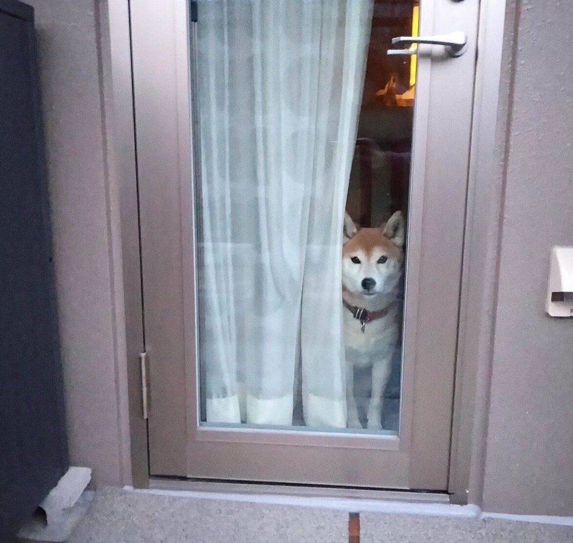 出かける飼い主さんを見つめるフクコちゃん