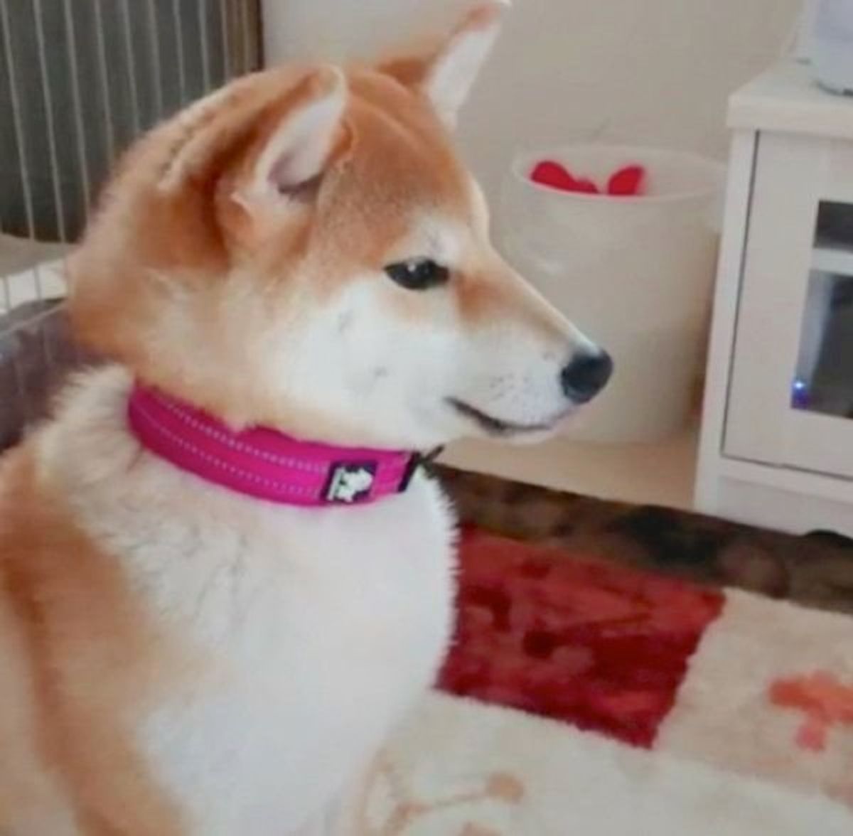 待て いいよ を言うと まさかの反応をする柴犬にキュン いぬのきもちweb Magazine 待て いいよ を言うと まさかの反応をする柴犬にキュン いぬのきもちweb Magazine