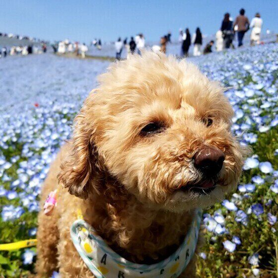 トイ・プードルのティナちゃん