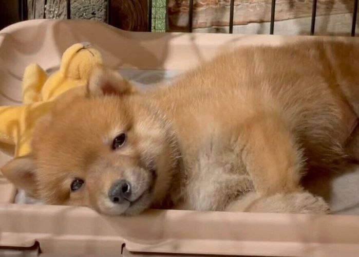 ウトウトするタマちゃん