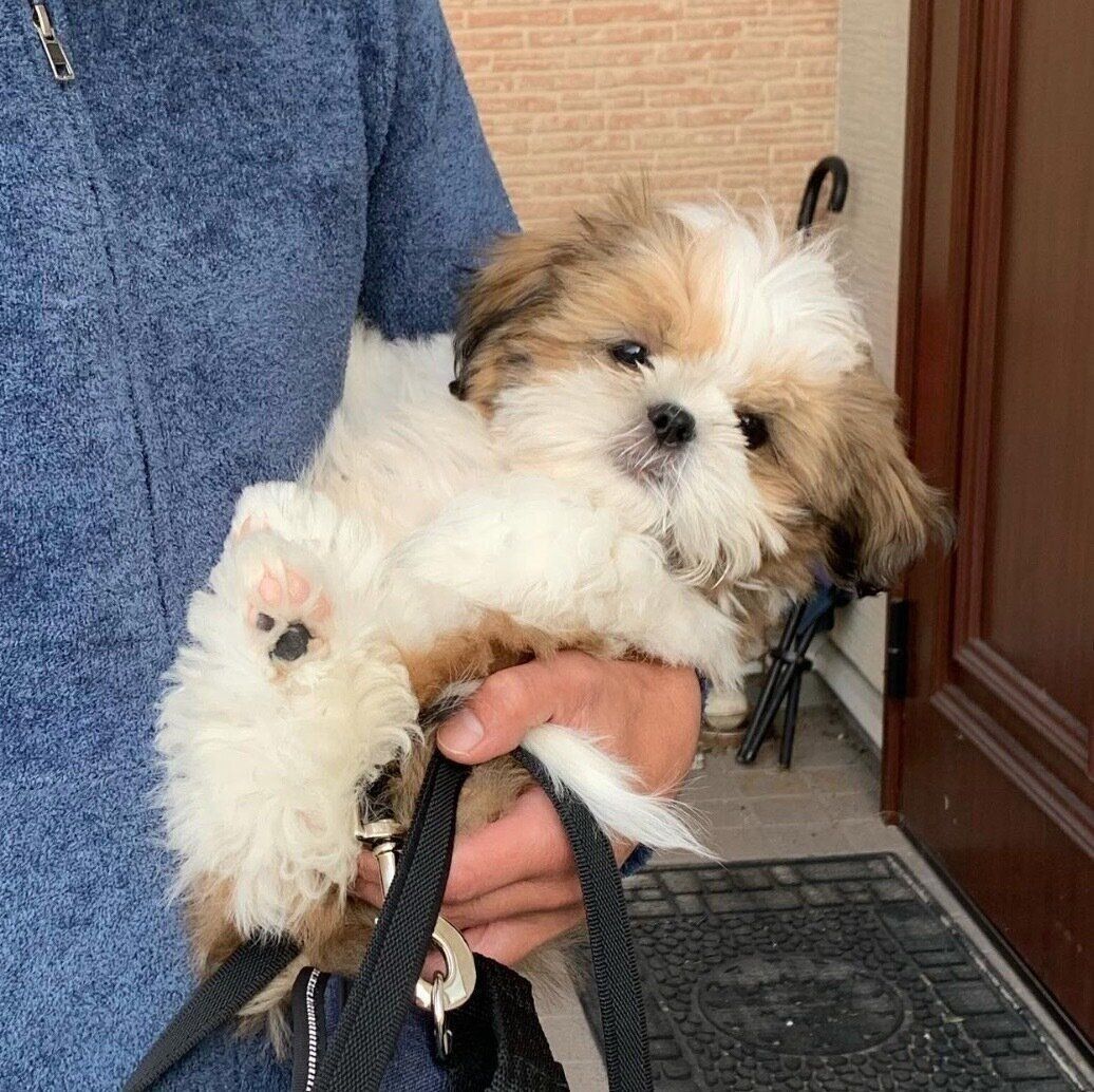 マロ姫様 ご確認ページ ダックス マロ姫様 ご確認ページ ダックス