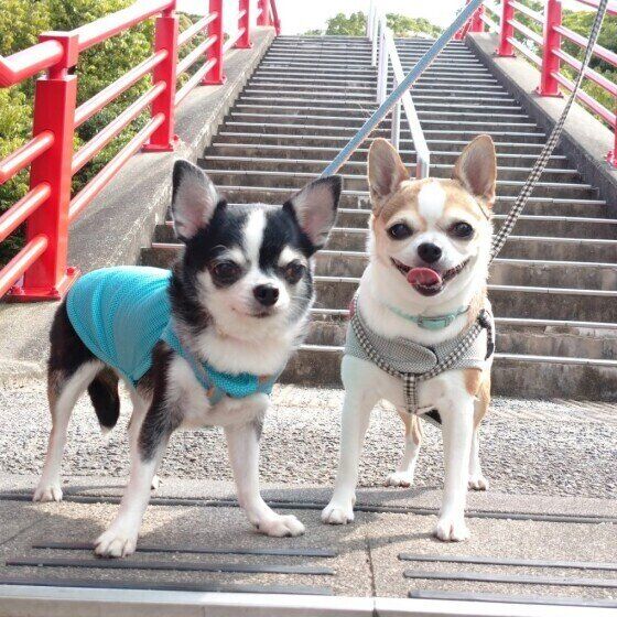 すずめちゃんとつばめちゃん