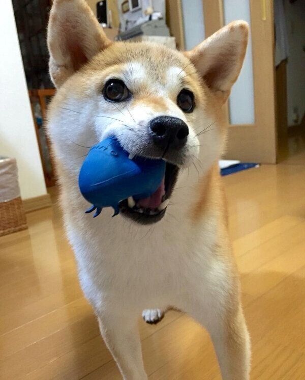 おもちゃをくわえるあかねちゃん