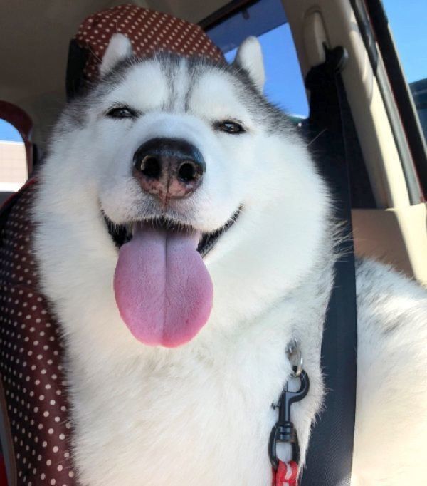 ご機嫌な様子のシルビアちゃん