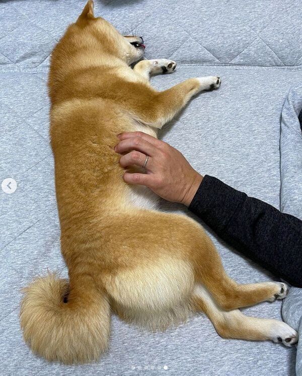 マッサージ中に眠るはなちゃん