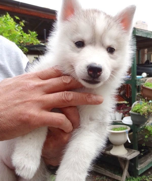子犬時代のシルビアちゃん