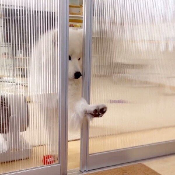 ドアを鼻と前足で開けるダッツくん