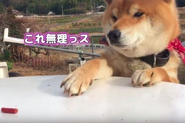 おやつが取れないワンコ