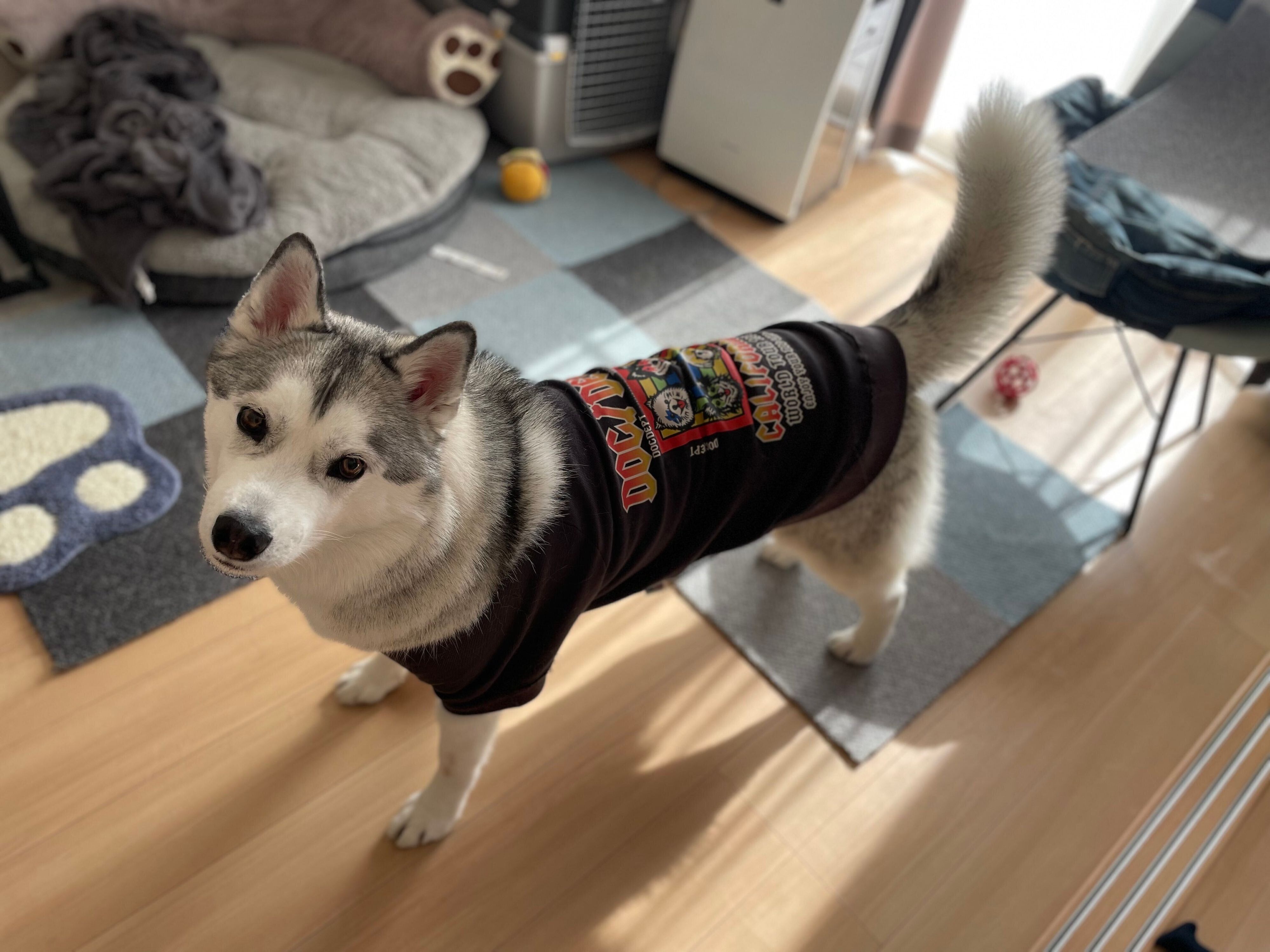 アイコンタクトをするじょんすのーくん