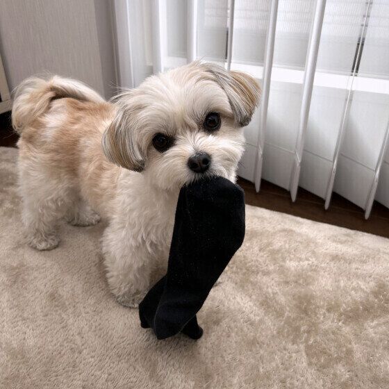 靴下をとったどー!犬が飼い主の靴下や靴を好む理由 いぬのきもち