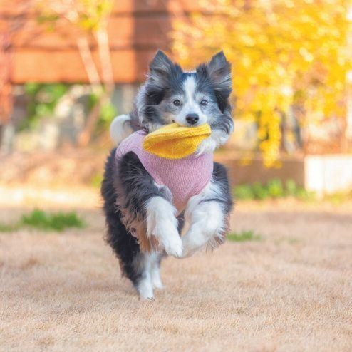 ドッグダンスの競技会やアニマルセラピーのボランティアなども経験してきたそう