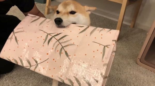 飼い主さんの帰宅を歓迎する柴犬