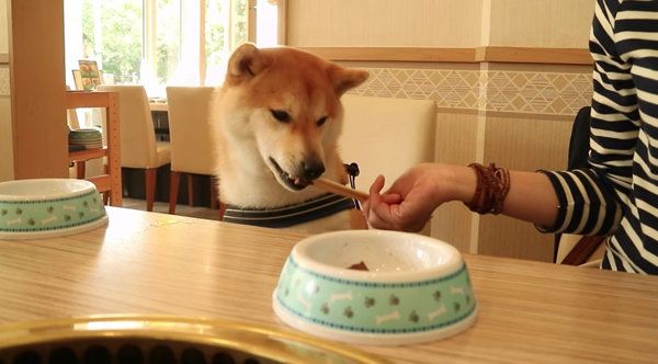 焼き肉を初めて食べる柴犬