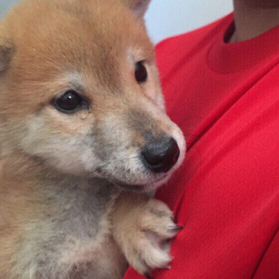 抱っこが好きな犬と嫌いな犬の共通点は? 抱っこ嫌い克服のコツも紹介 いぬのきもち