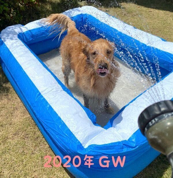 ビニールプールに入るこはるちゃん