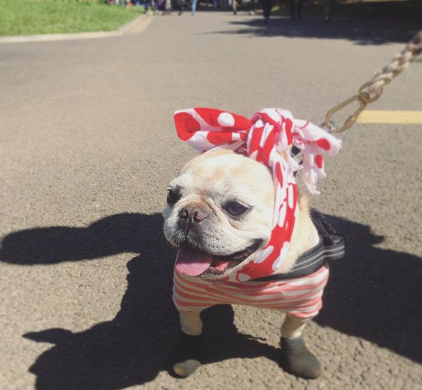 フレンチ・ブルドッグの豆福ちゃん