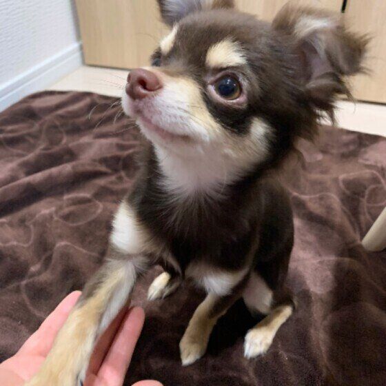 オテをするチワワ