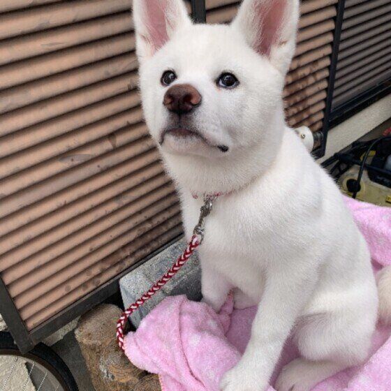 ひめちゃん  秋田　散歩後は洗い場