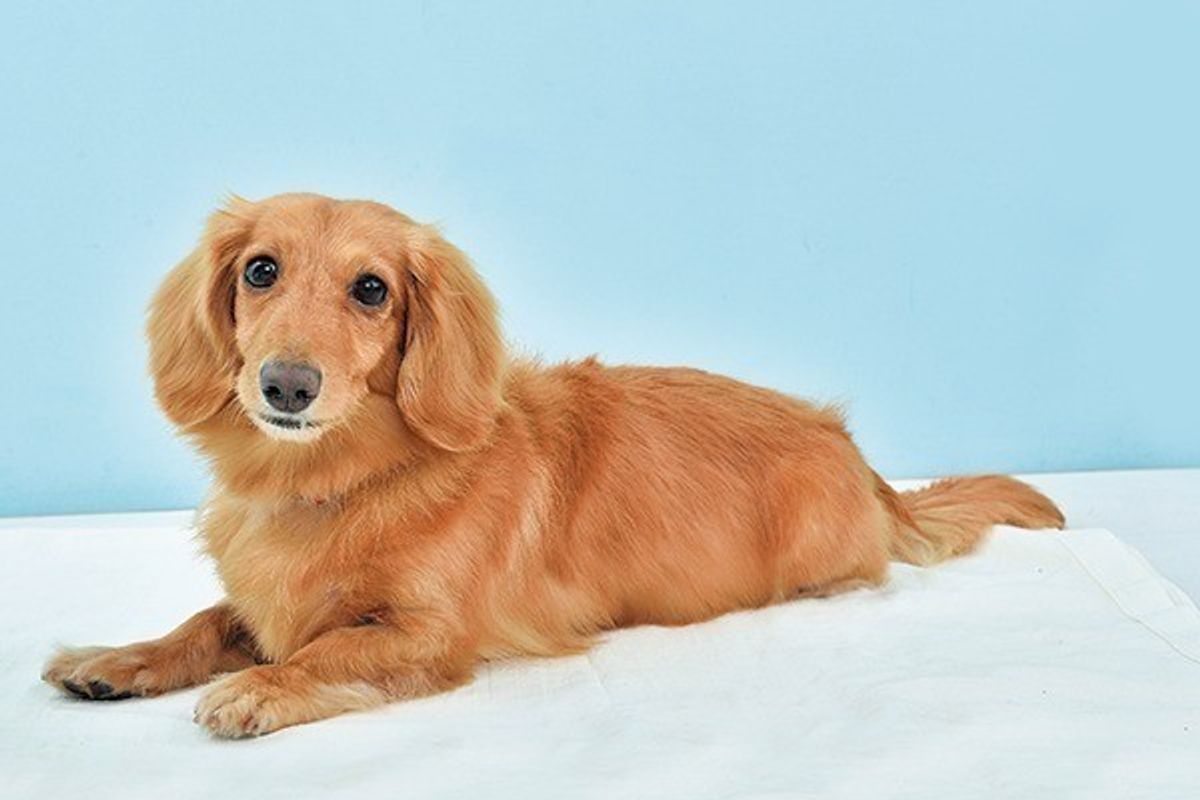 死に至ることも 犬に絶対に与えてはいけないng野菜8選 いぬのきもちweb Magazine 死に至ることも 犬に絶対に与えてはいけないng野菜8選 いぬのきもちweb Magazine