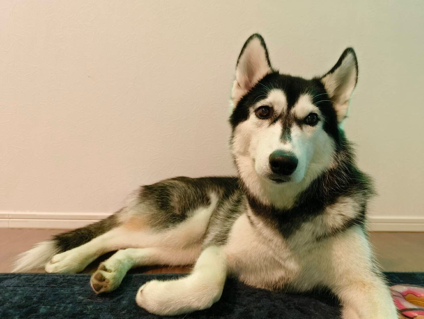 生後9カ月のころに撮影したサンちゃん