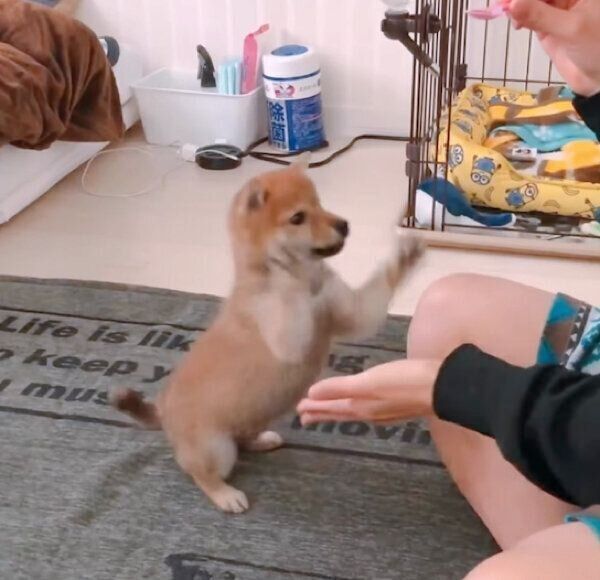 両前足でオテをするちくわくん