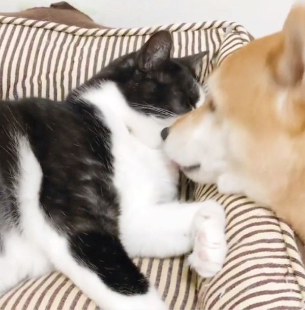 同居猫が大好きな犬