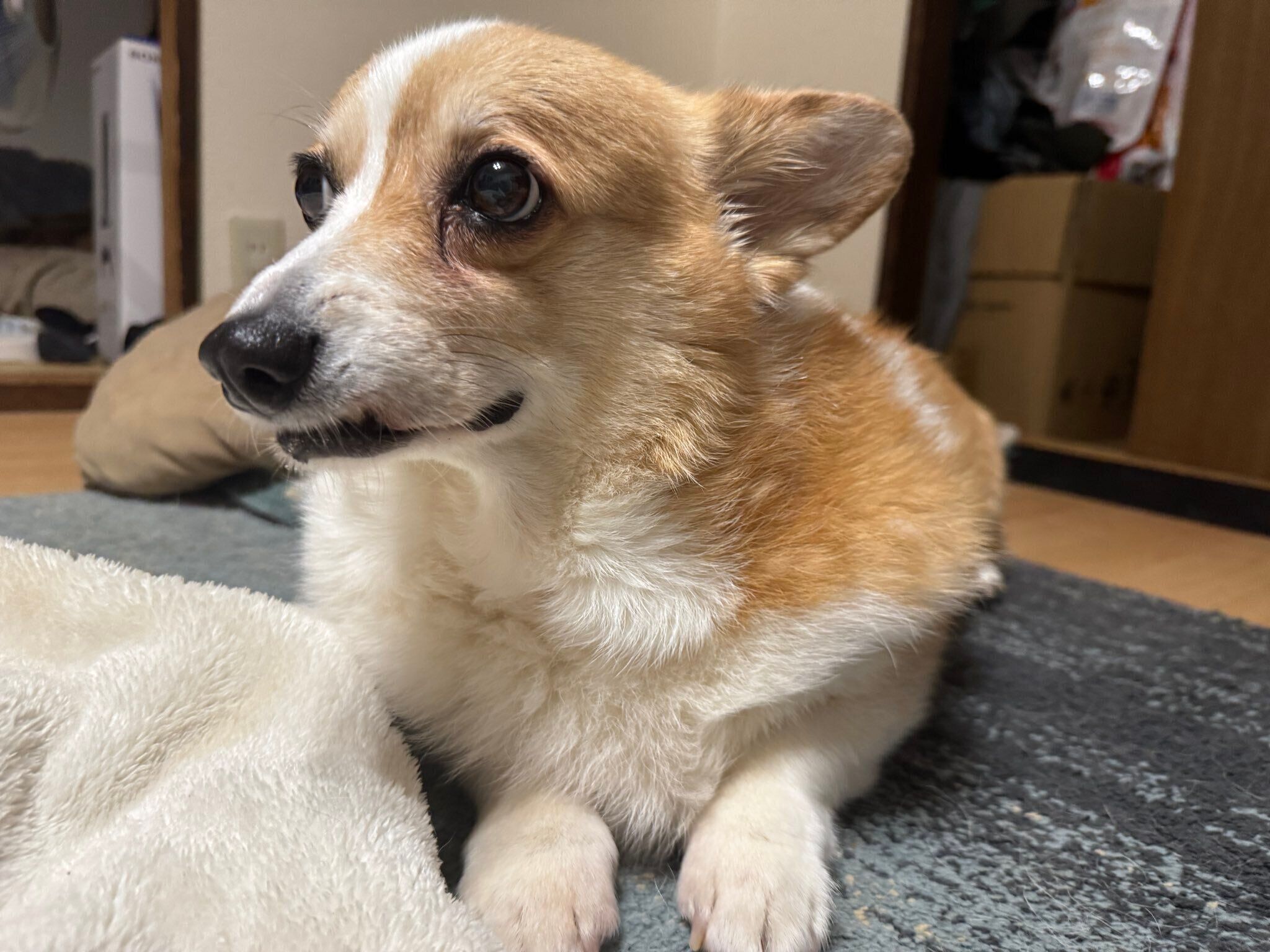 ご飯食べて満足気な様子の犬