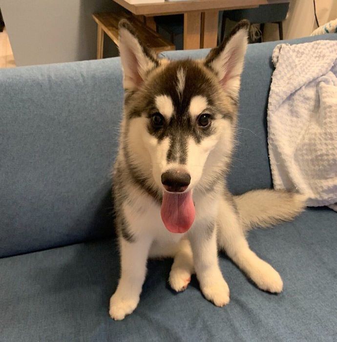 生後4カ月のころに撮影したリュックちゃん