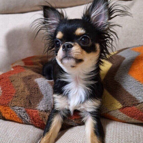 犬の歯磨きだけじゃない? 犬の口周りをお手入れするコツ いぬのきもち