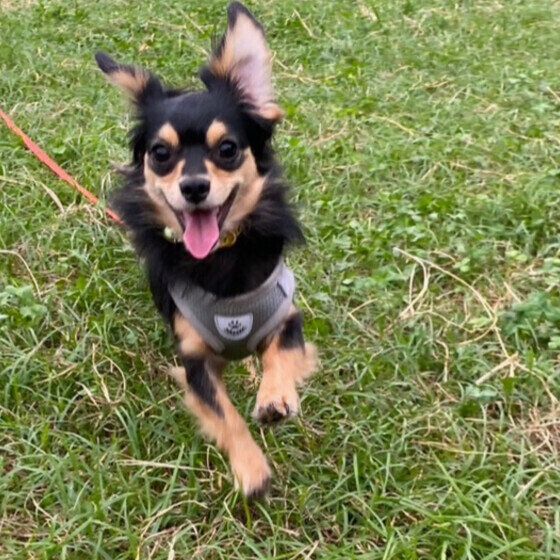 走るのが大好きな犬