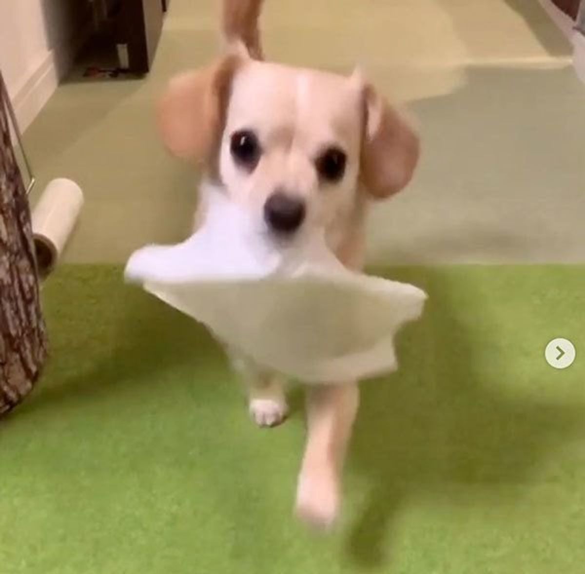 賢すぎて感動しちゃう 拍手を贈りたくなる 天才犬 の行動3選 いぬのきもちweb Magazine 賢すぎて感動しちゃう 拍手を贈りたくなる 天才犬 の行動3選 いぬのきもちweb Magazine